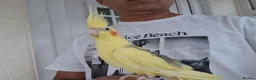 Cockatiels birds for sale: Super silly hand tamed baby budgies  - Advert 13