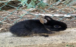Netherland Dwarf rabbits for sale: Baby rabbit  - Advert 2