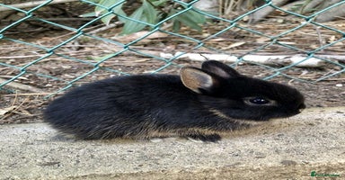 Netherland Dwarf rabbits Baby rabbit  - Advert 8