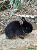 Netherland Dwarf rabbits Baby rabbit - Advert 5