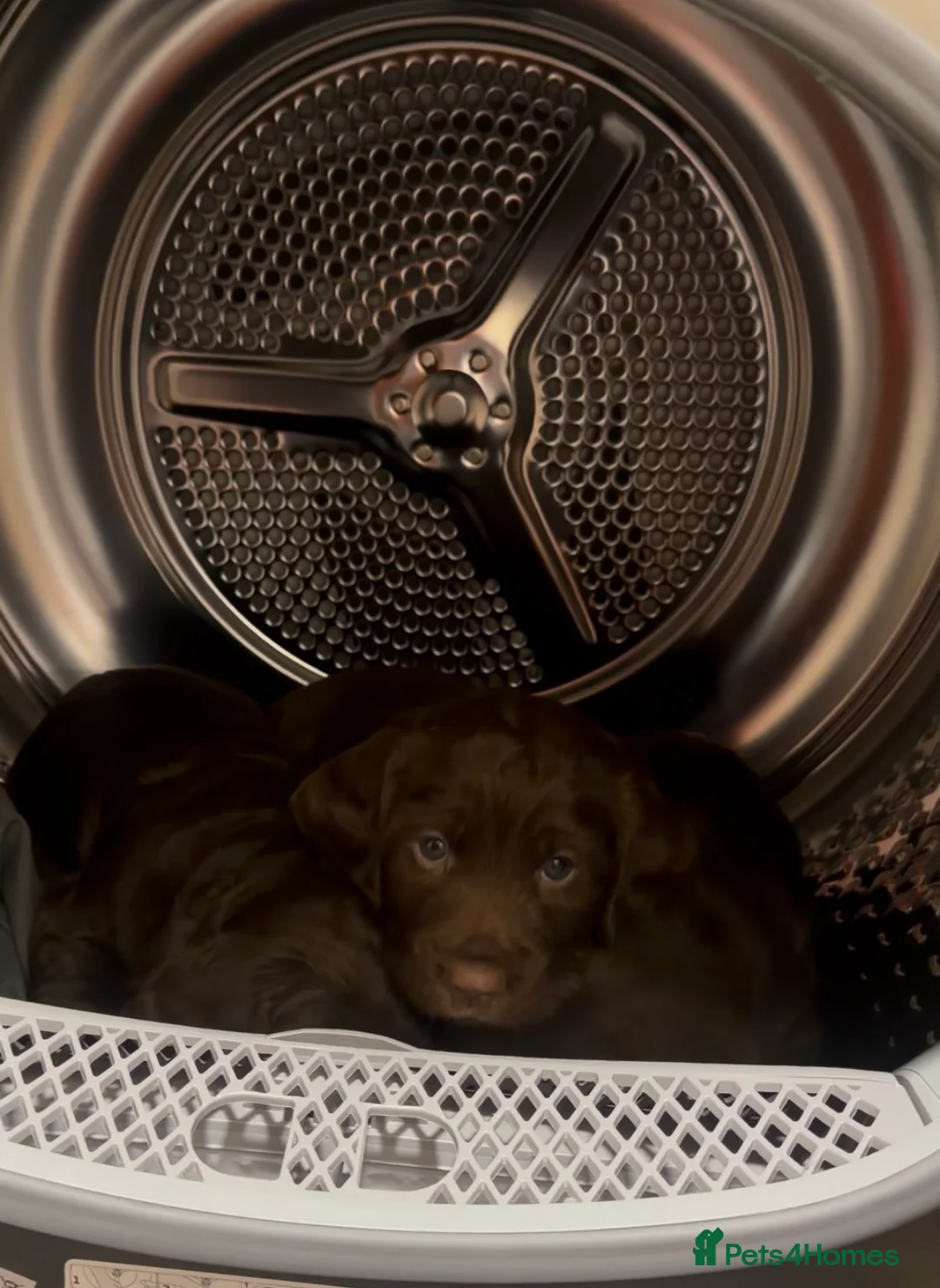 Cocker Spaniel dogs for sale: Cocker spaniel bitches  in Redcar - Advert 5