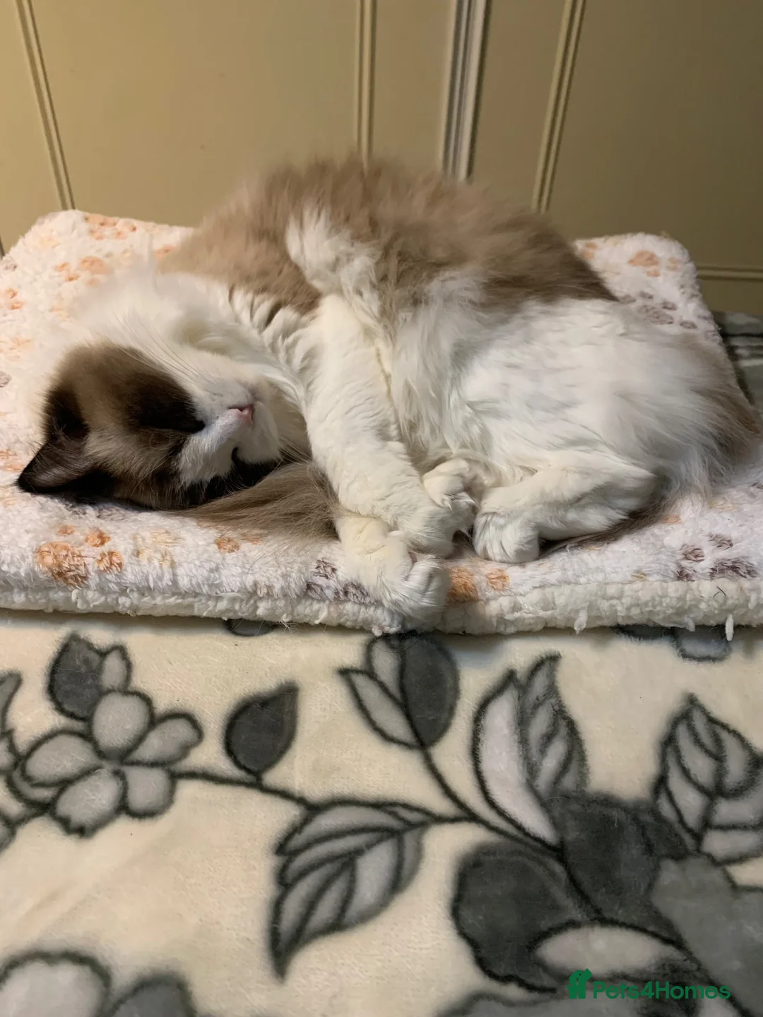 Ragdoll cats for sale: Pedigree bicolour ragdoll - Advert 9