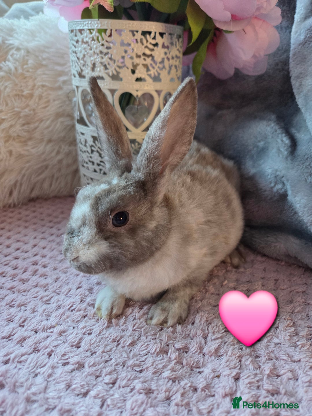 Rex rabbits for sale: 🐰🐰Beautiful baby mini rex 🐰🐰 - Advert 8