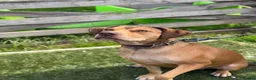 Staffordshire Bull Terrier dogs for adoption: Mascara - Advert 4