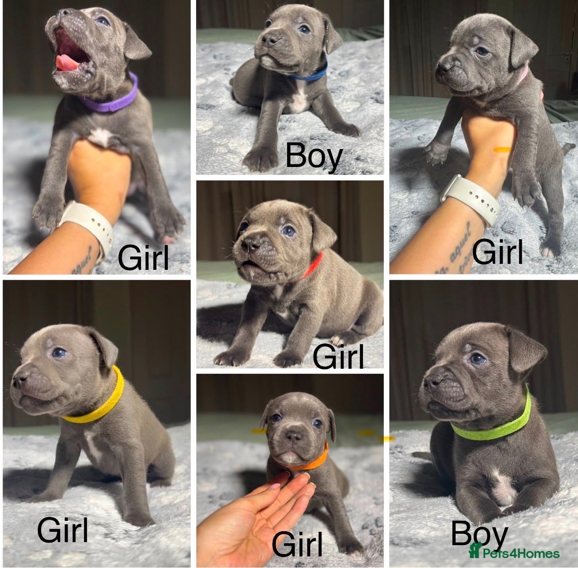Staffordshire Bull Terrier dogs Stunning KC reg Staffordshire Bull Terrier - Advert 18