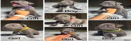 Staffordshire Bull Terrier dogs for sale: Stunning KC reg Staffordshire Bull Terrier - Advert 1