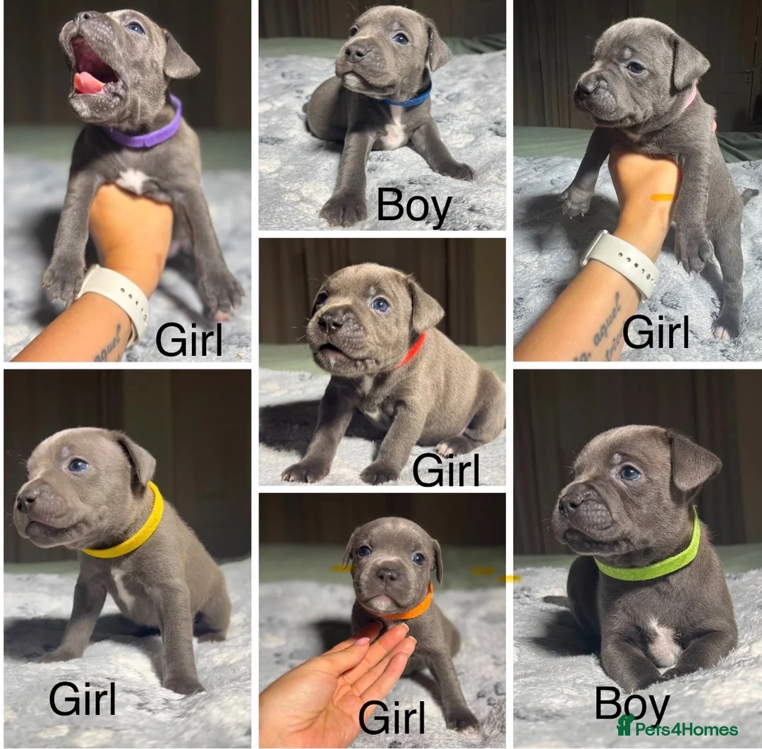 Staffordshire Bull Terrier dogs for sale: Stunning KC reg Staffordshire Bull Terrier - Advert 1