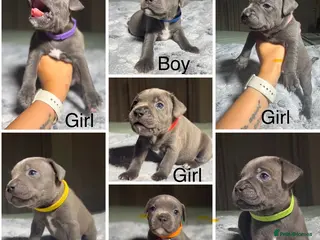 Staffordshire Bull Terrier dogs Stunning KC reg Staffordshire Bull Terrier - Advert 11