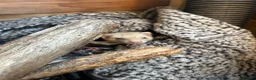 Ferret rodents for sale: 2 female ferrets  in Blackpool - Advert 2