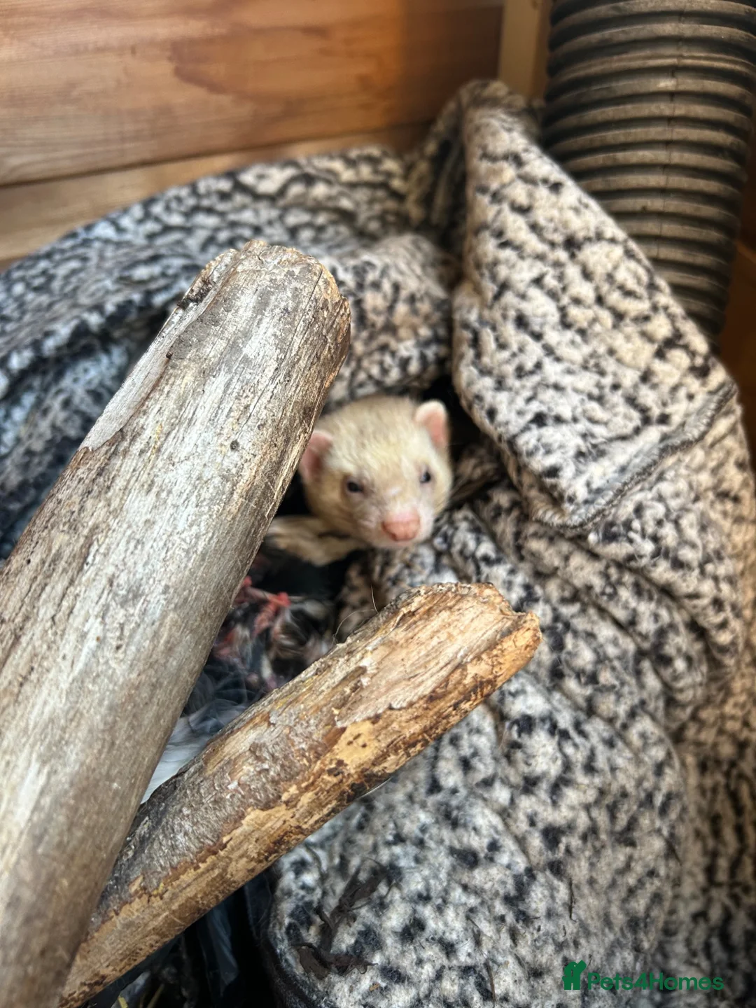 Ferret rodents for sale: 2 female ferrets  in Blackpool - Advert 2