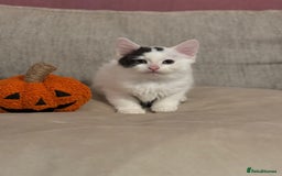 Mixed Breed cats for sale: KITTENS READY TO LEAVE!! BEAUTIFUL MARKINGS  - Image 1