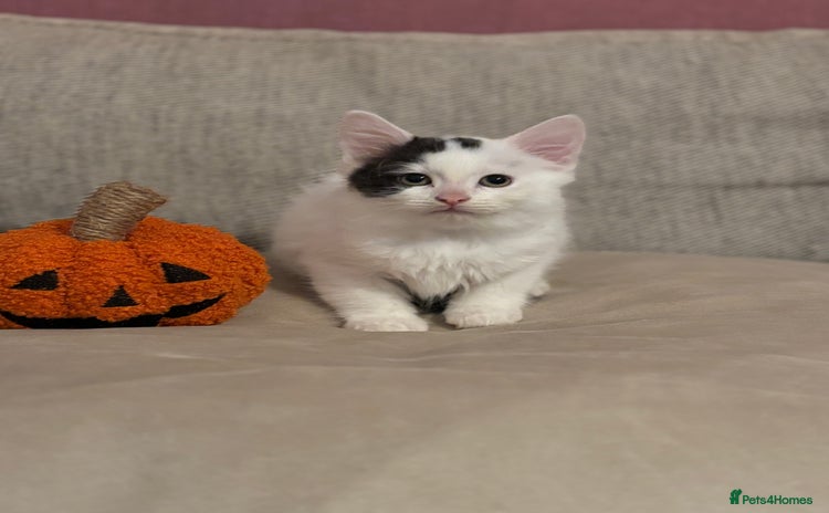 Mixed Breed cats for sale - Advert 1