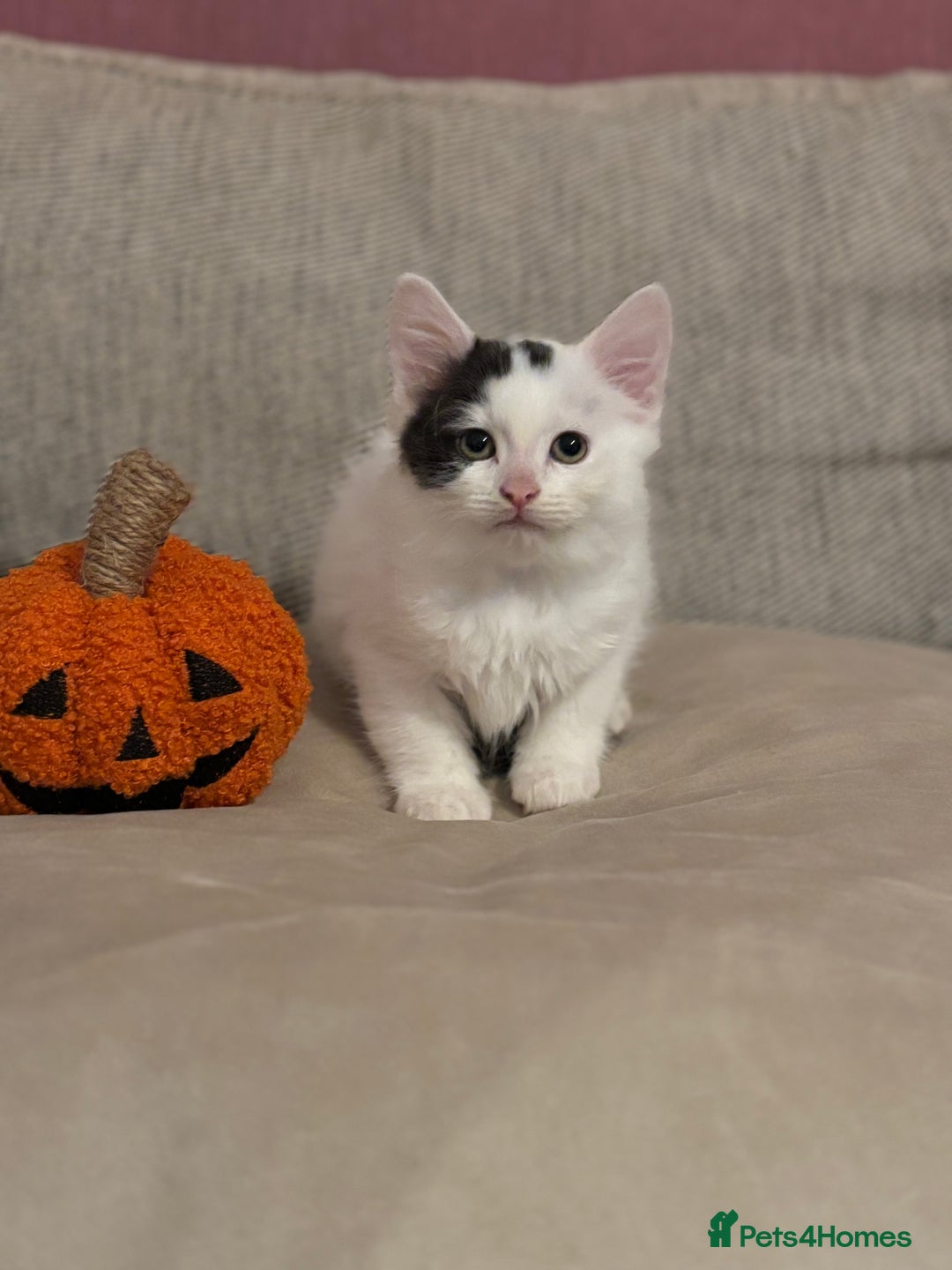Mixed Breed cats for sale: KITTENS READY TO LEAVE!! BEAUTIFUL MARKINGS  - Image 1