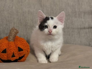 Mixed Breed cats - Advert 6