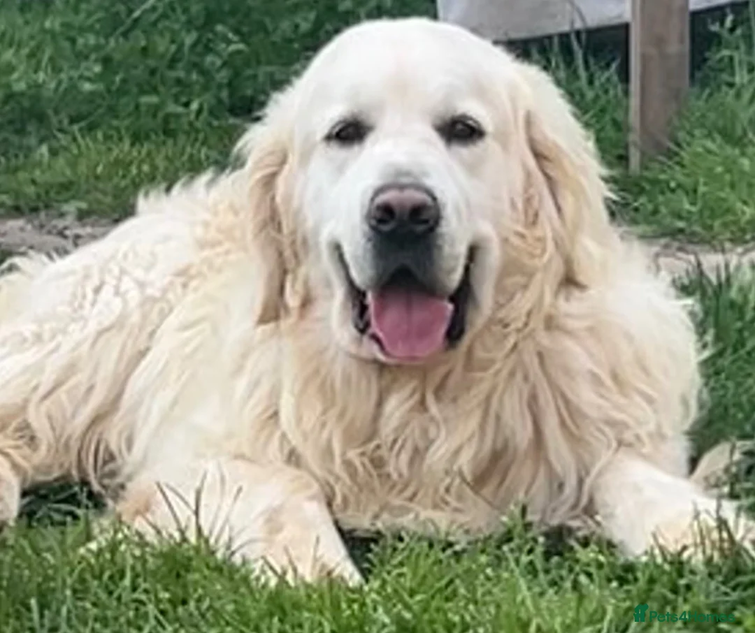 Golden Retriever dogs for sale: Kc reg cream golden retriever pups - Advert 2