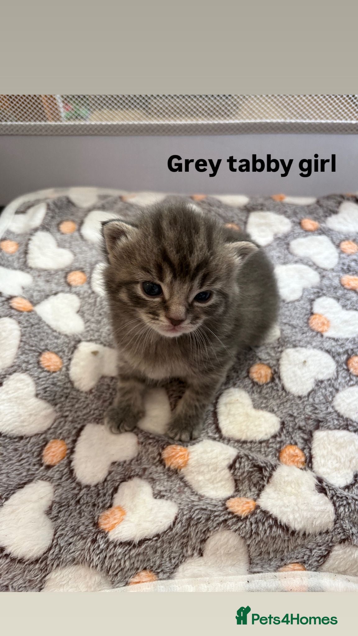 Domestic Shorthair cats Kittens for sale - Advert 6