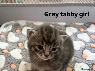 Domestic Shorthair cats Kittens for sale - Advert 6