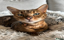 Bengal cats for sale: Beautiful Bonded Bengals - Advert 3