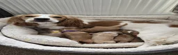 Toy Poodle dogs for stud: Proven toy poddle stud - Advert 4