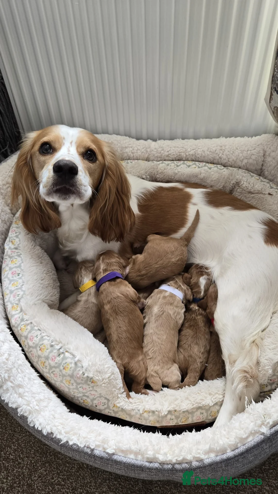 Toy Poodle dogs for stud: Proven toy poddle stud - Advert 4