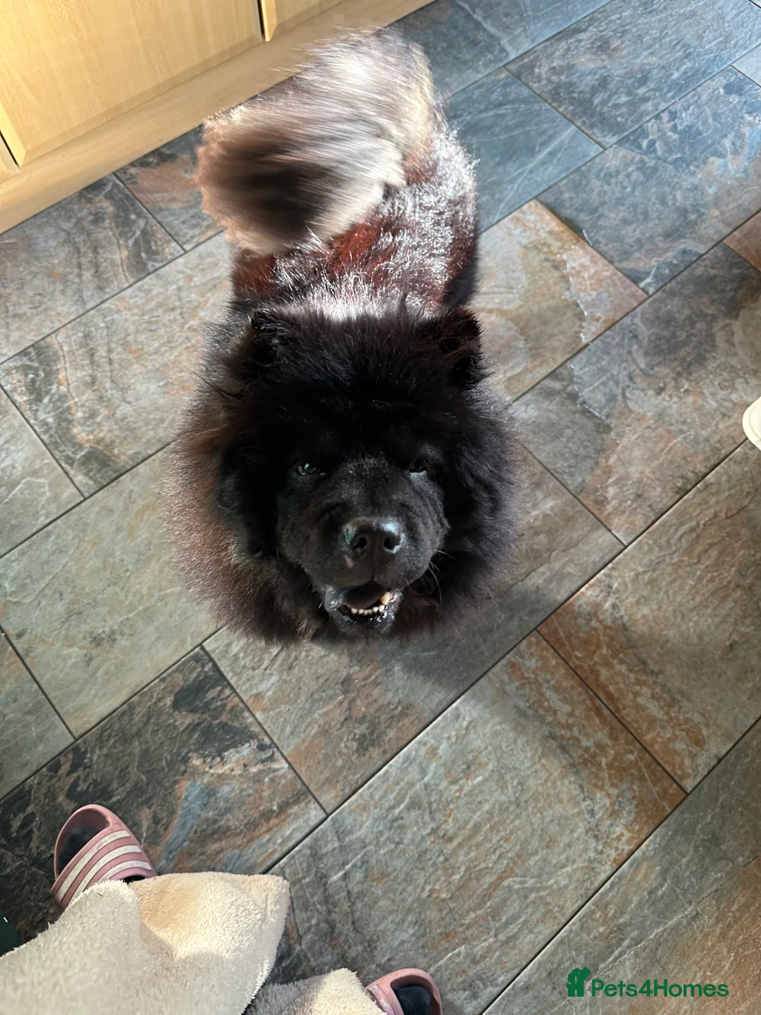 Chow Chow dogs for sale: Kc Black Adult Girl - Advert 3