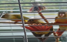 Conures birds for sale: 3 baby conures for sale - Image 3