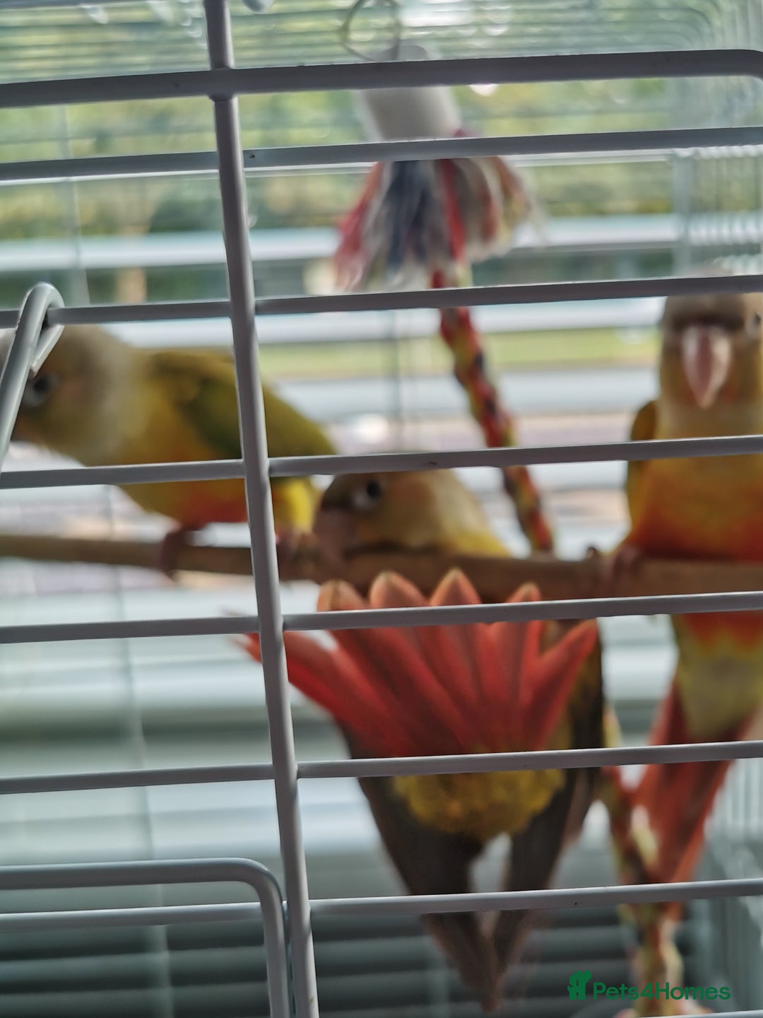 Conures birds for sale: 3 baby conures for sale - Image 3