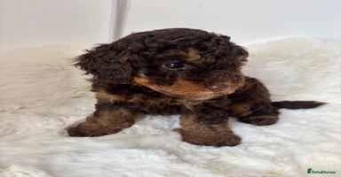 Cavapoo dogs - Advert 3