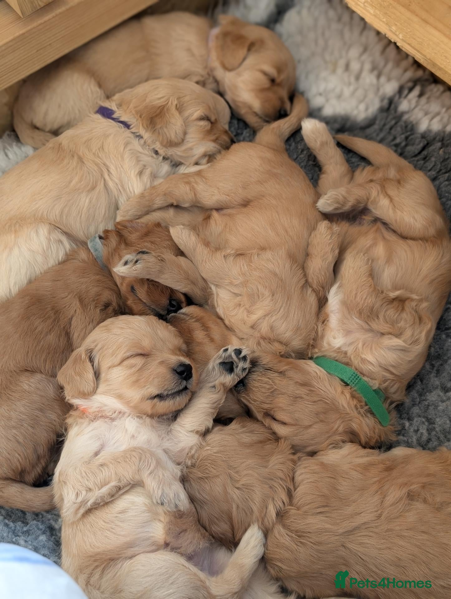 Mini Goldendoodle dogs 🐶💛 F1 GOLDENDOODLE PUPPIES – NOW HERE! 💛🐶 - Advert 2