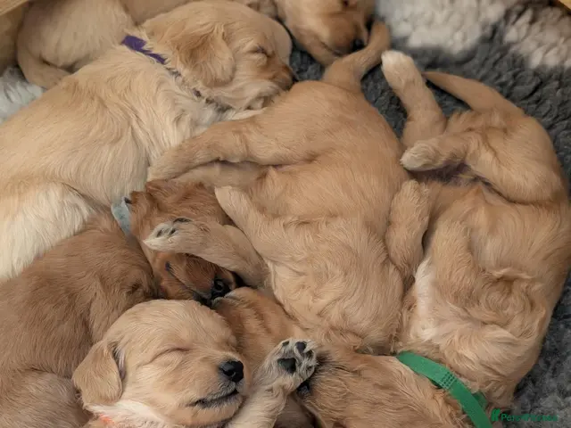 Mini Goldendoodle dogs for sale: F1 GOLDENDOODLE PUPPIES – ready for viewing! 💛🐶 - Advert 2
