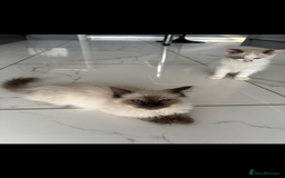 Ragdoll cats for sale: Ragdoll kittens  - Image 8