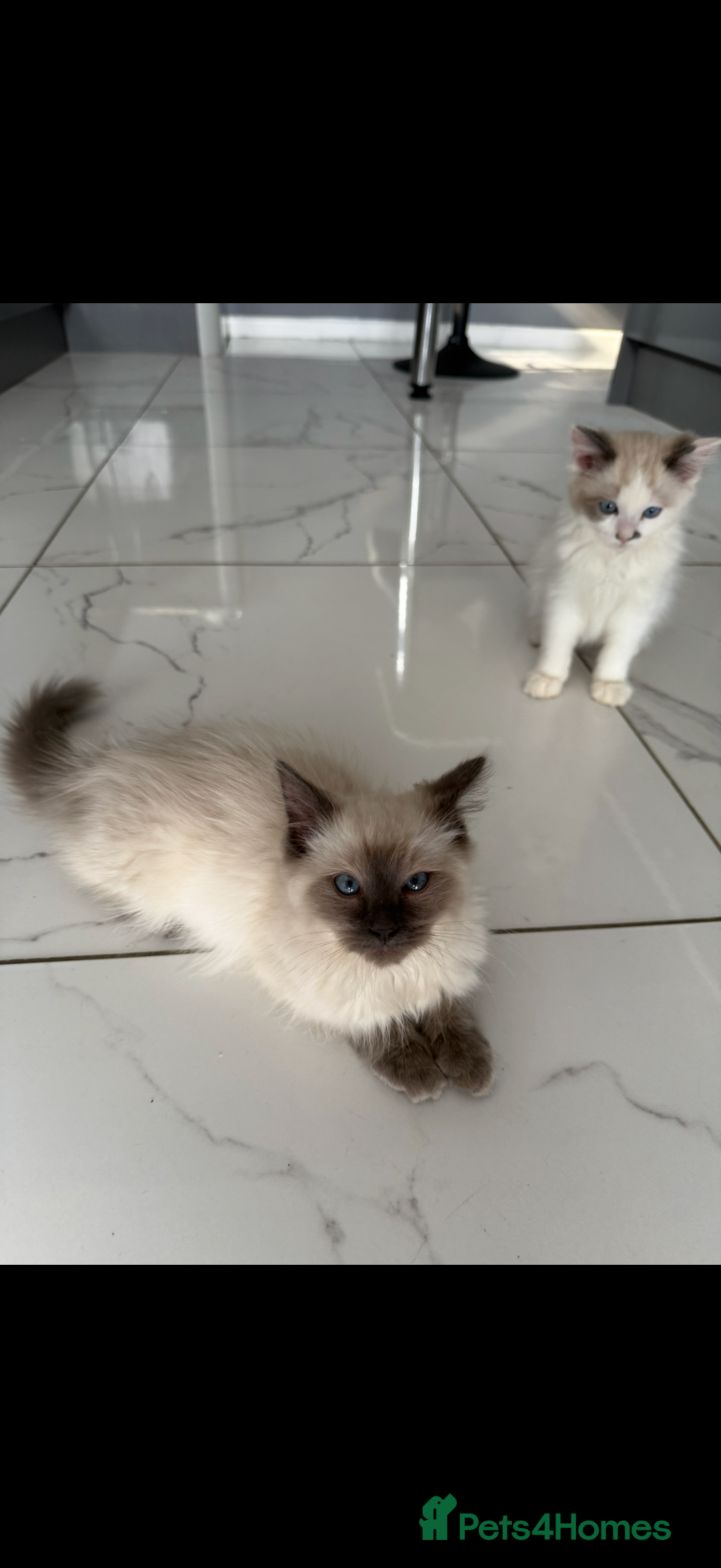 Ragdoll cats for sale: Ragdoll kittens  - Image 8