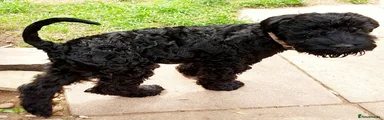 Kerry Blue Terrier Puppy 7