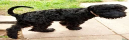Kerry Blue Terrier dogs for sale: Kerry blue terrier puppies - Advert 20