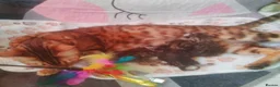 Bengal cats for sale: Bengal kittens  in Peterborough - Advert 3