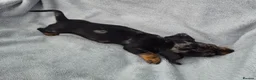 Miniature Dachshund dogs for sale: Stunning KC Reg, PRA Clear dachshund pupies - Advert 14