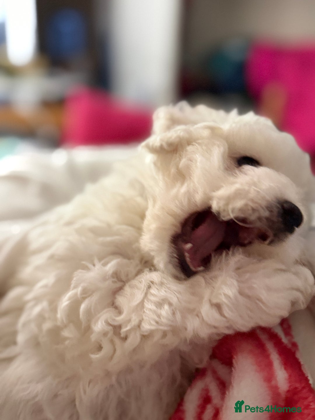 Bichon Frise dogs for sale: KC Registered Pedigree Bichon Frise Puppies - Advert 13