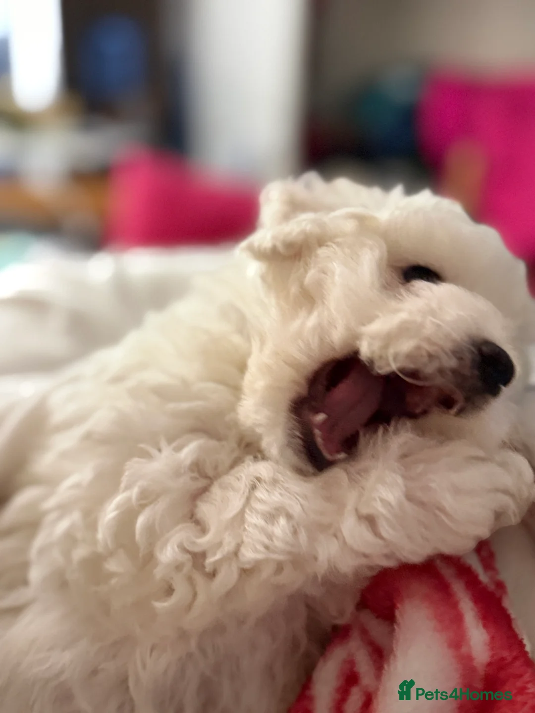 Bichon Frise dogs for sale: The Pedigree Club Bichon Frise Puppies - Advert 13