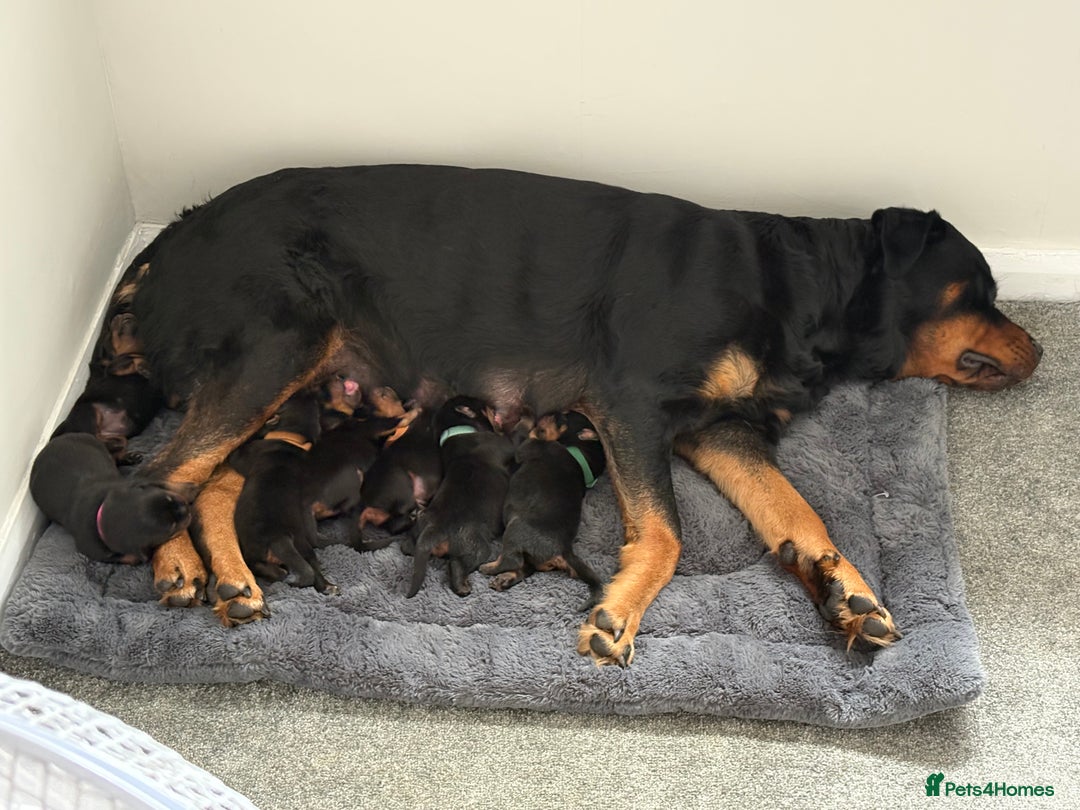 Rottweiler dogs for sale: Rottweiler one off Beautiful Litter - Image 8