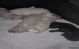 Maltipoo dogs for sale: F1 Health Tested Toy Maltipoos Ready in December - Image 6
