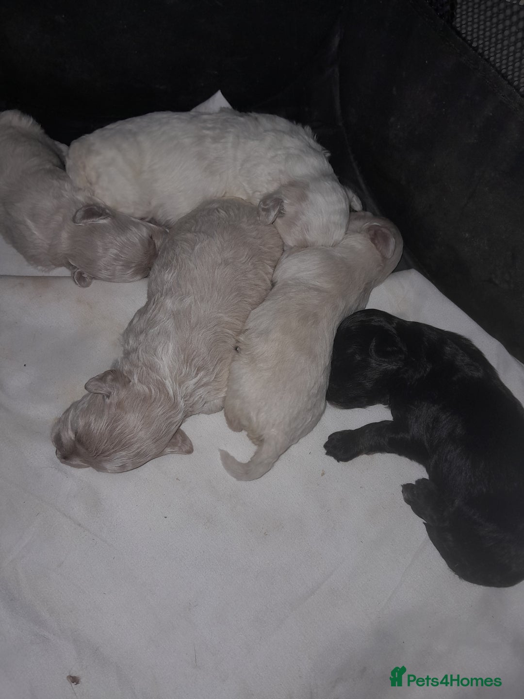Maltipoo dogs for sale: F1 Health Tested Toy Maltipoos Ready in December - Image 6