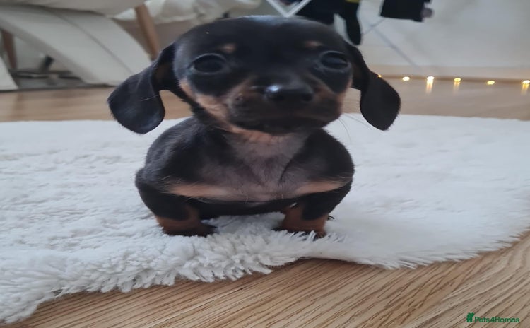 Miniature Dachshund dogs ❤️ 🐕 Miniature Dachshunds  - Advert 13
