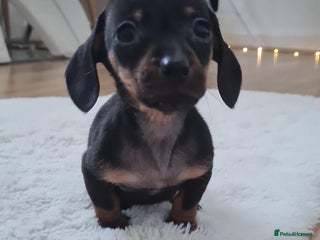 Miniature Dachshund dogs ❤️ 🐕 Miniature Dachshunds - Advert 2