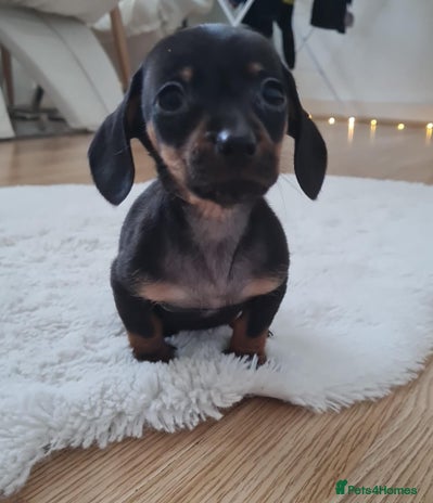 Miniature Dachshund dogs ❤️ 🐕 Miniature Dachshunds - Advert 13
