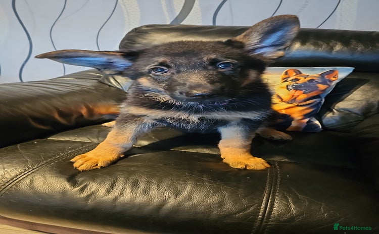 German Shepherd dogs - Advert 5