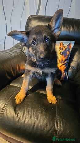 German Shepherd dogs - Advert 5