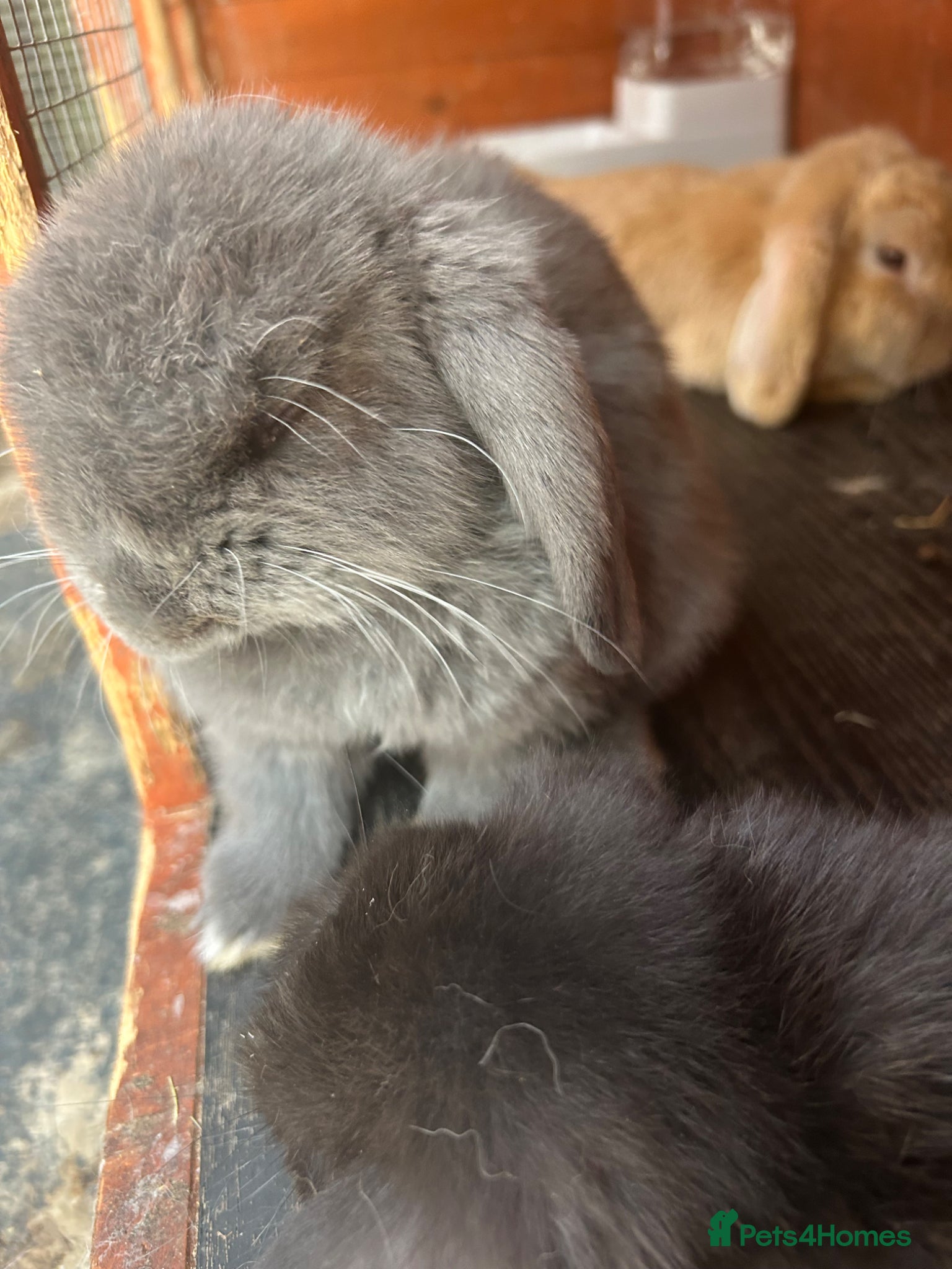 Mini Lop rabbits Gorgeous Mini Lop Babies Grey Girl left - Advert 1
