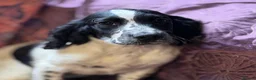 Sprocker dogs for sale: Beautiful Blue Roan Sprocker pups available.  - Advert 3