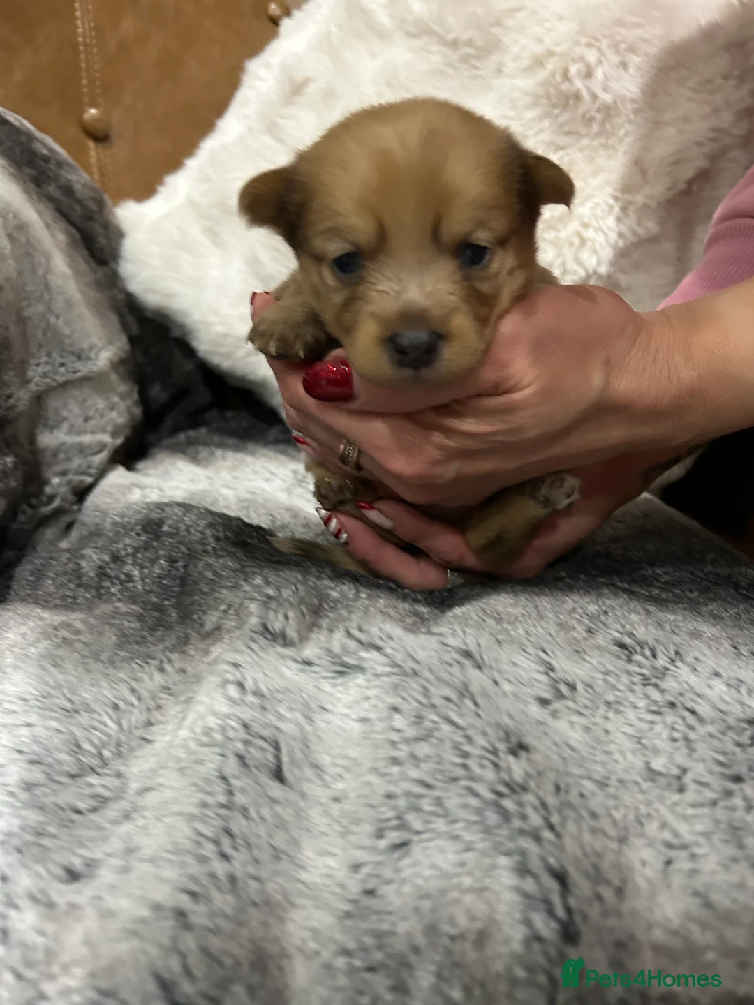 Mixed Breed dogs for sale: Miniature dachshund pomeranian sausage dog small  - Advert 36