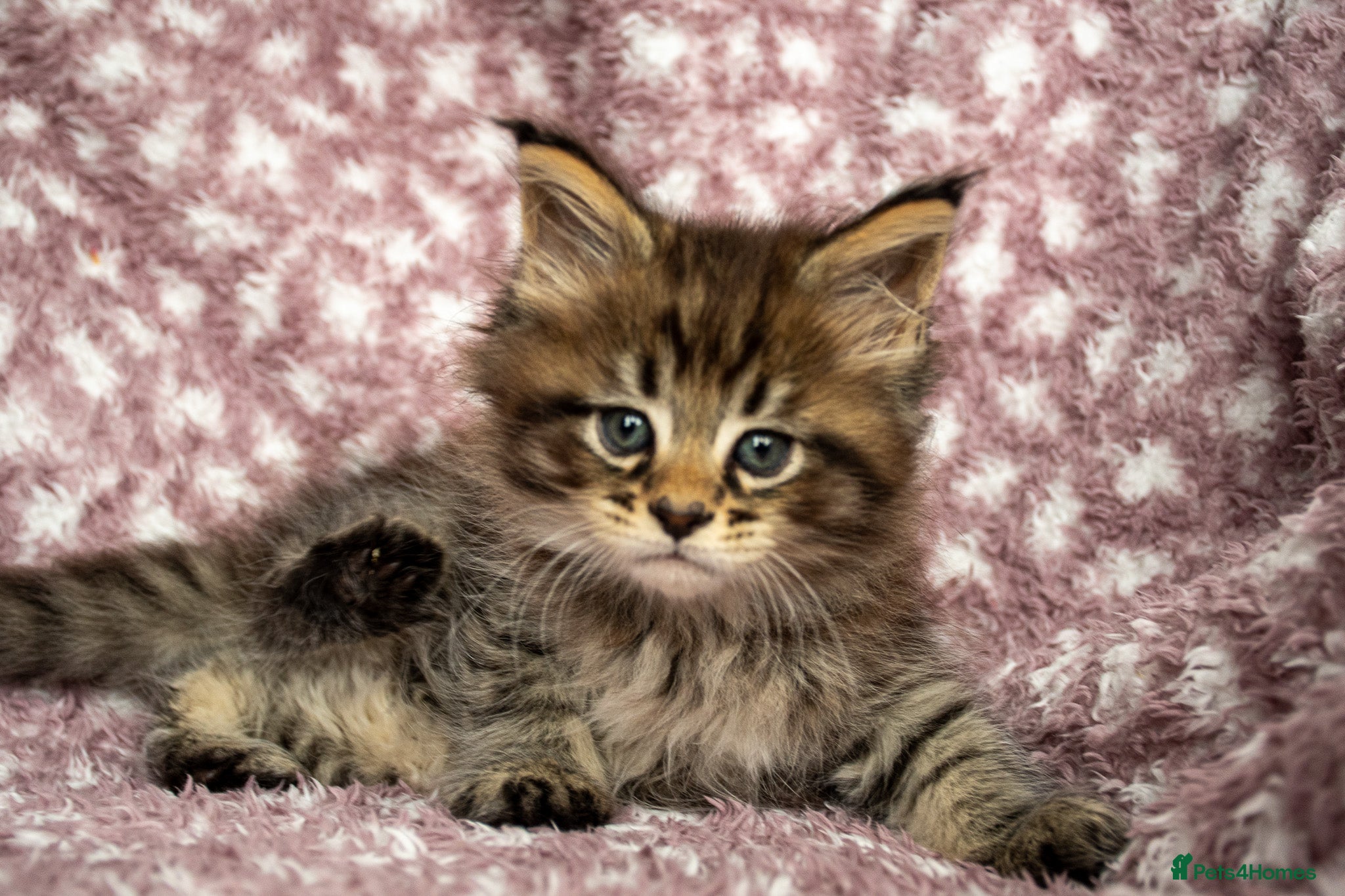 Maine Coon cats Beautiful Maine Coon Kittens - Advert 2